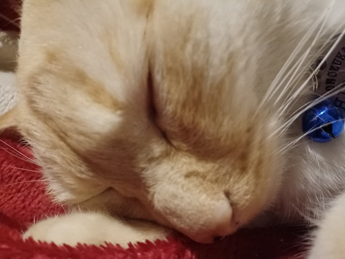 Hiroshi1970Cat's tweet image. ☀️🙋‍♀️❗おはよう笹かま🍎ひろし🌞
😷インフルエンザ猛威ふるってるネ。気をつけて今日もよろしく😃✌️

#ねこ宇宙 #看板ねこ #まねきねこ #笹かま猫 #ねこのいる整体サロン