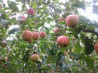 Hiroshi1970Cat's tweet image. ☀️🙋‍♀️❗おはよう笹かま🍎ひろし🌞
😷インフルエンザ猛威ふるってるネ。気をつけて今日もよろしく😃✌️

#ねこ宇宙 #看板ねこ #まねきねこ #笹かま猫 #ねこのいる整体サロン