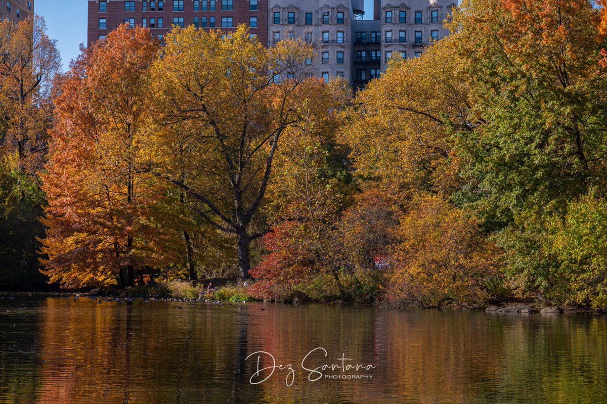 DezSantanaPhoto's tweet image. Autumn Is Calling III 🍁🍃 🍂
#autumn #fallcolors #nyc