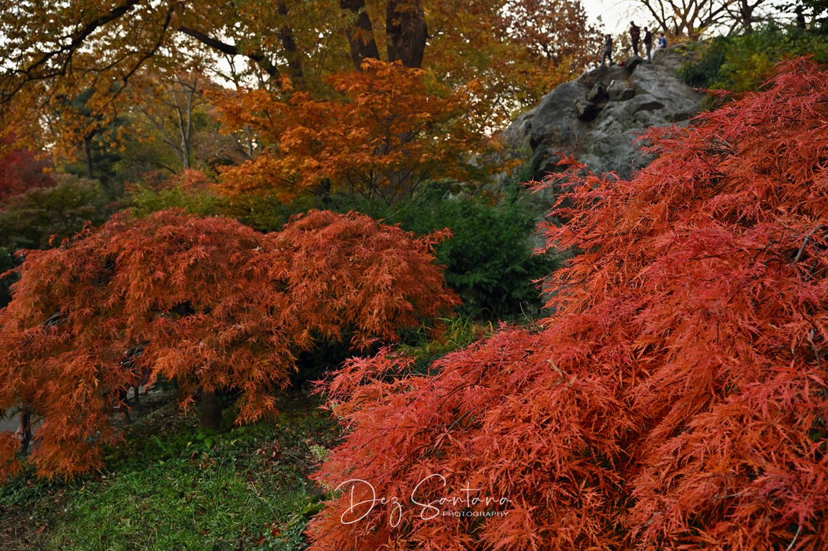 DezSantanaPhoto's tweet image. Autumn Is Calling III 🍁🍃 🍂
#autumn #fallcolors #nyc