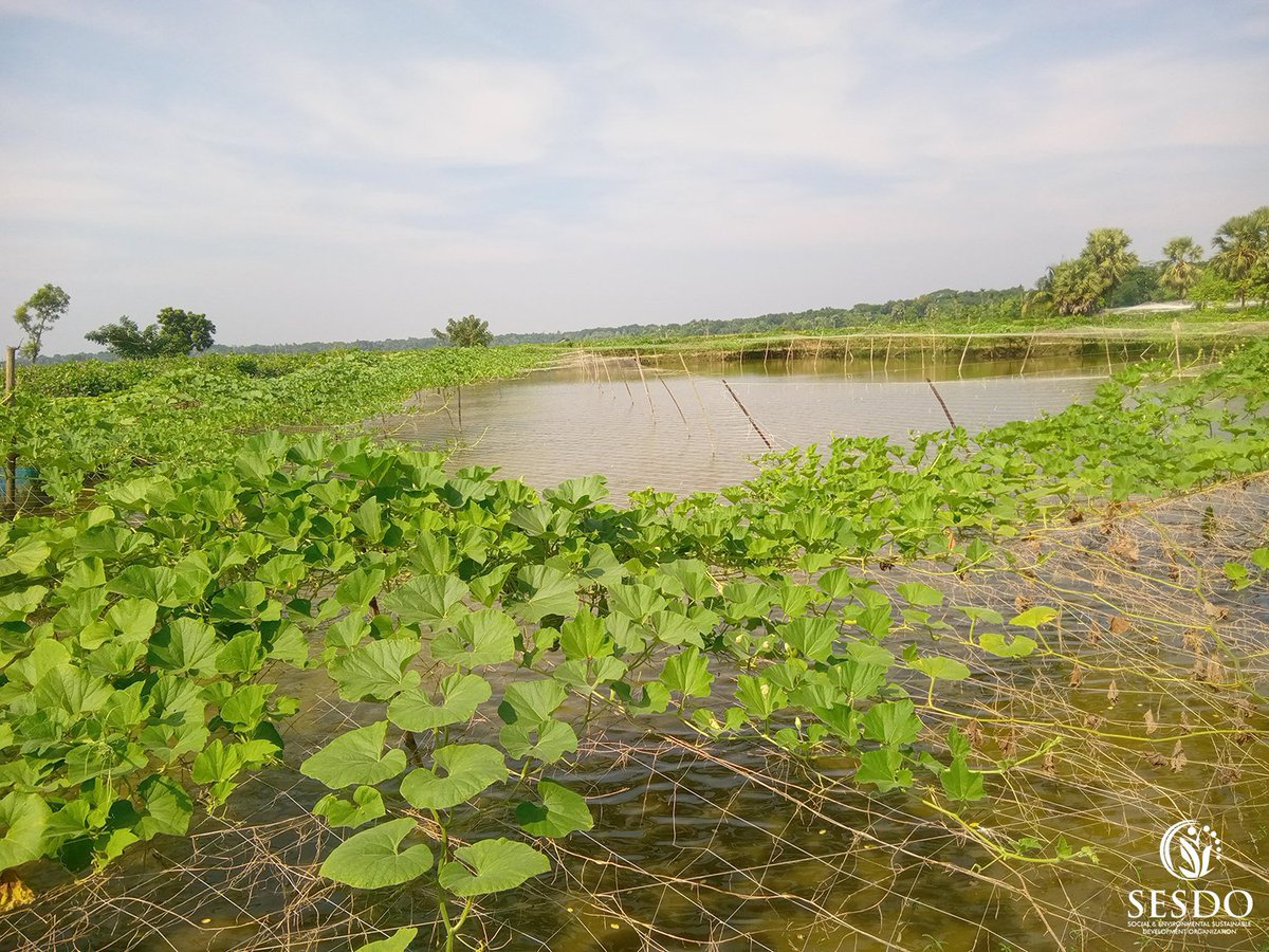 Tapas_Mollick's tweet photo. "Fish Enclosure-Based Vegetable Farming"

#fishenclosurebasedvegetablefarming #climatesmartagriculture #CSA3 #farmers #women #sustainableagriculture #SESDO #sesdobd #Satkhira #Bangladesh #sustainablelivelihood #biodiversity #youth #agrobiodiversity https://t.co/tXMr4sWa8b