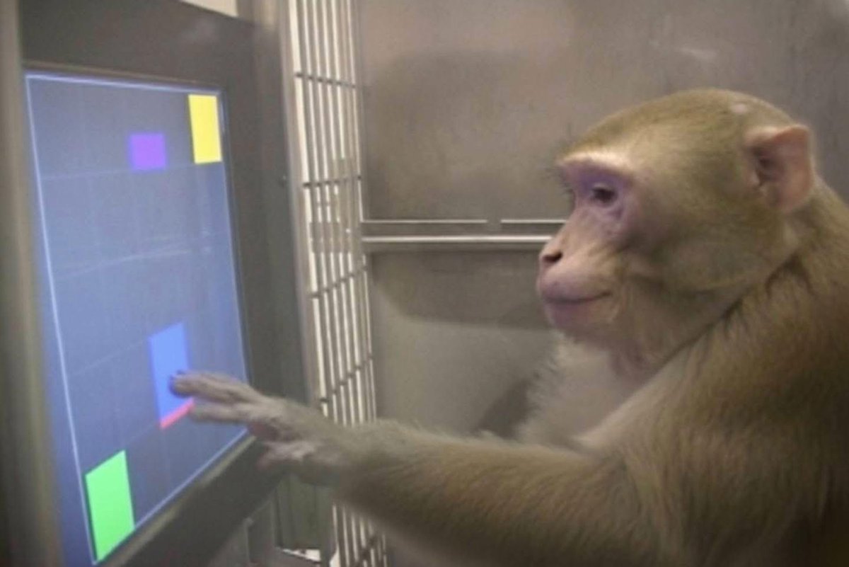 USN_Submariner's tweet image. A monkey has been euthanized at the San Francisco Zoo after it wouldn&apos;t stop repeatedly pressing the
𝗦𝗵𝗼𝘄 𝗺𝗼𝗿𝗲