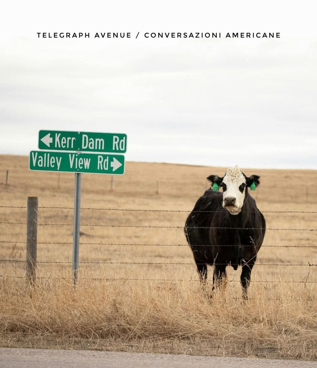 TelegraphBlog's tweet image. Segui e rimani aggiornato con Telegraph Avenue abbonandoti gratuitamente al blog. Riceverai gli articoli via mail senza doverti connettere ai social. 

telegraphavenuebooks.com