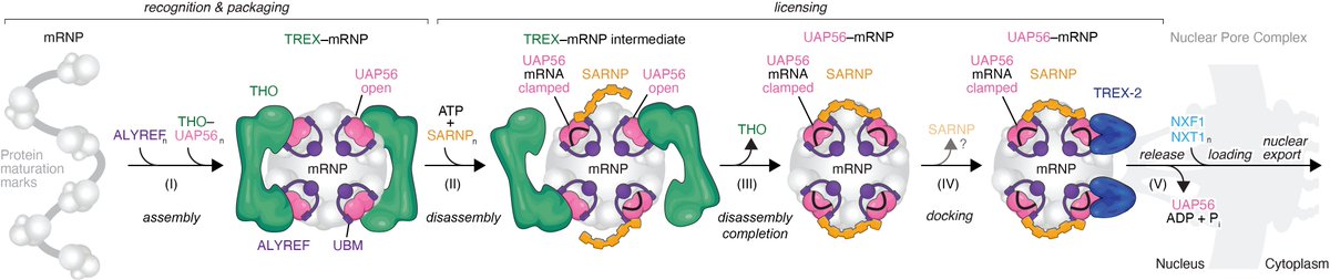 Ulrich Hohmann tweet media