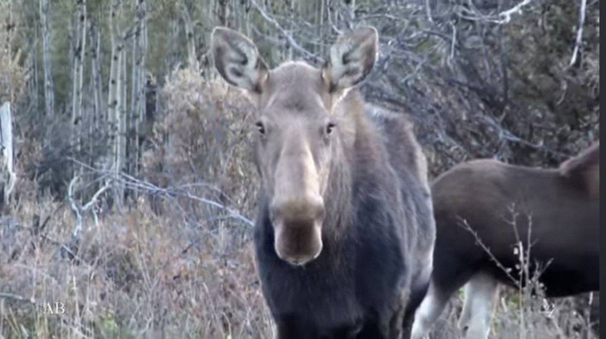 tmallard's tweet image. How to be #wealthy on $7.25/hr no #benefits ?

Please explain the path to riches to moosey, she&apos;s very interested as well, her #Forest is being leveled for condos nobody can afford

Thx