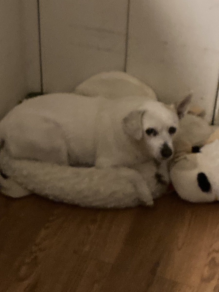 LIVE with more Kingdoms of the Dump, I’ve been so impressed by this game twitch.tv/dasnowmanz