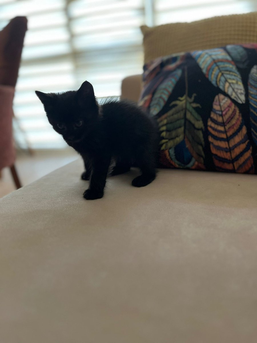 KALICI Yuva Aranıyor! 
Yer: İstanbul
Başvuru: <a href="/SemaBasavci/">Sema Başavcı</a>