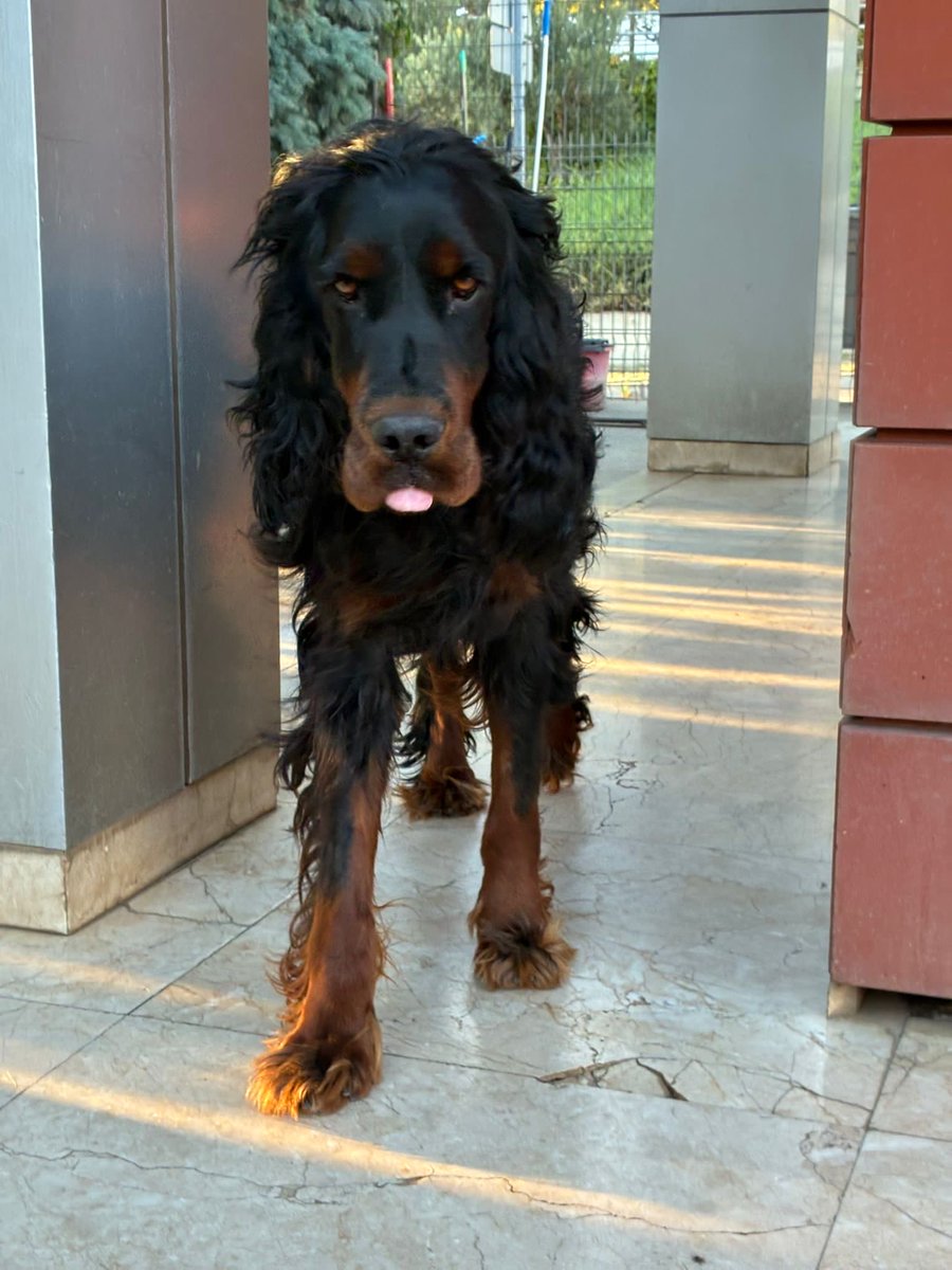 OCAK AYINDA İST-BERLİN UÇUŞ GÖNÜLLÜSÜ ✈️ ARANIYOR

iletişim instagram @dilek_peggy

Ocak ayında Cosmos icin İstanbul Berlin uçuş gönüllüsü arıyorum lutfen uçuş gönüllüsü olun Uçuş gönüllüsü hayat kurtarır..