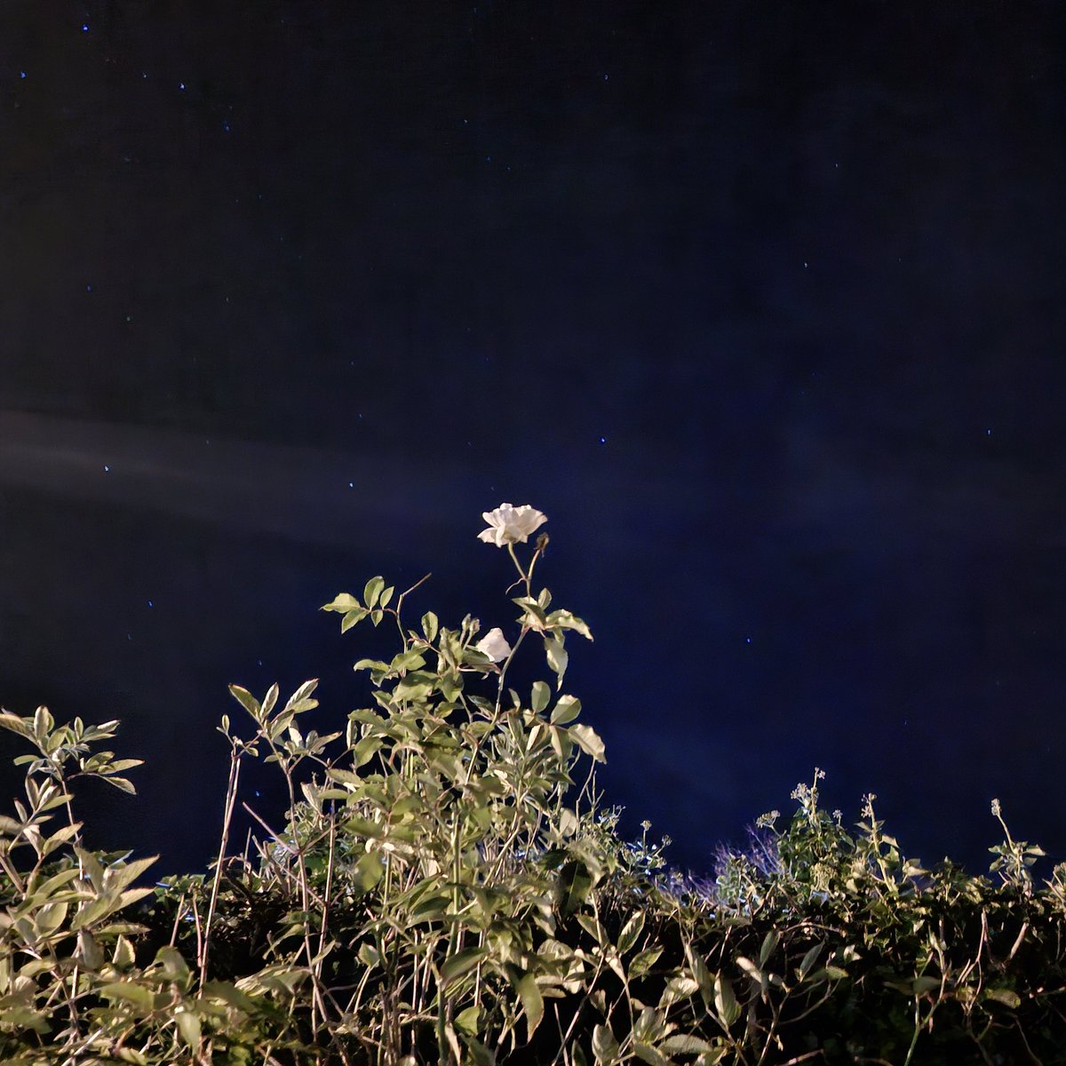 foundincrement's tweet image. 🌬🤍✨️✨️✨️