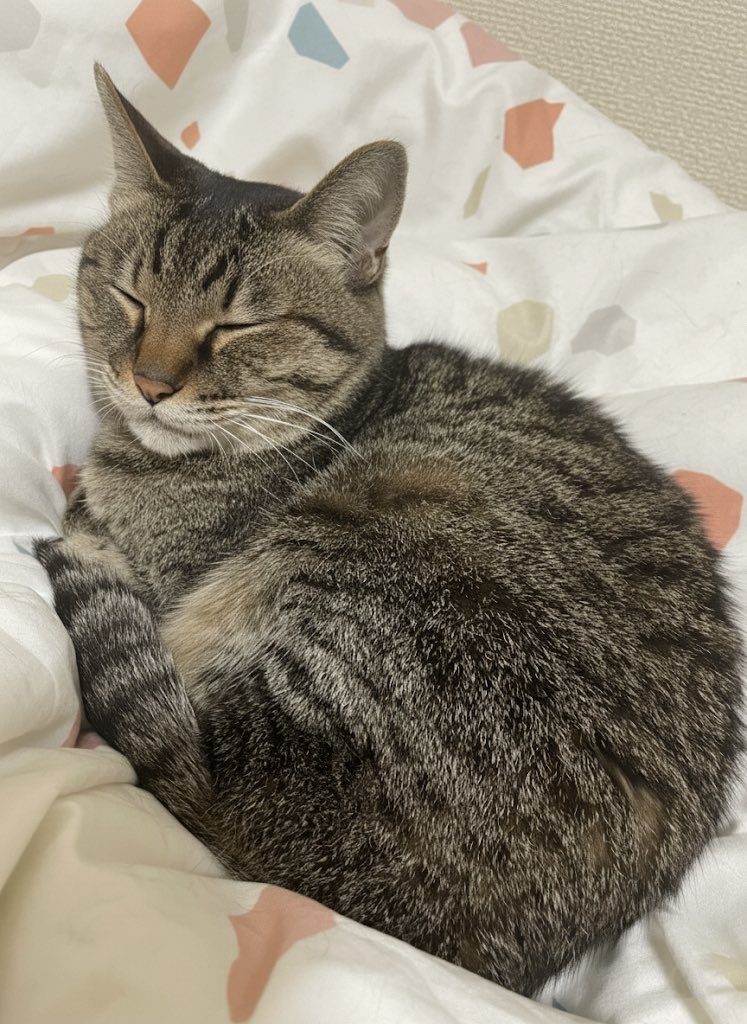 のんにゃお🍃❁⃘窓枠🐱ྀི (@xno_nx618) / Posts / X