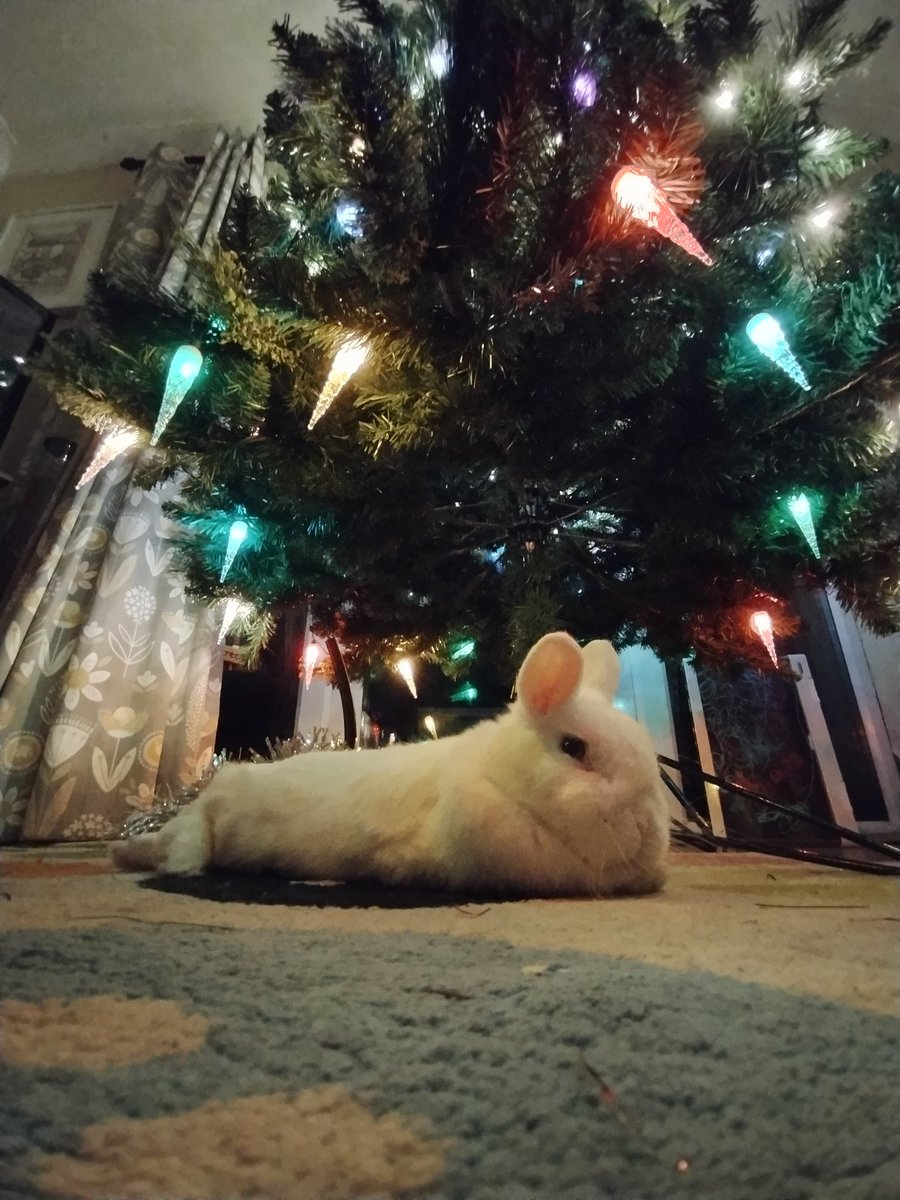 RabbitNeil's tweet image. On Wednesday&apos;s Mum is off work and Little Brofur #2 doesn&apos;t go to nursery, he has swimming lessons. Little Brofur #1&apos;s school was closed, so Mum said they could start on the Christmas tree. It isn&apos;t all finished yet, but I&apos;m supervising to ensure it is completed satisfactorily!