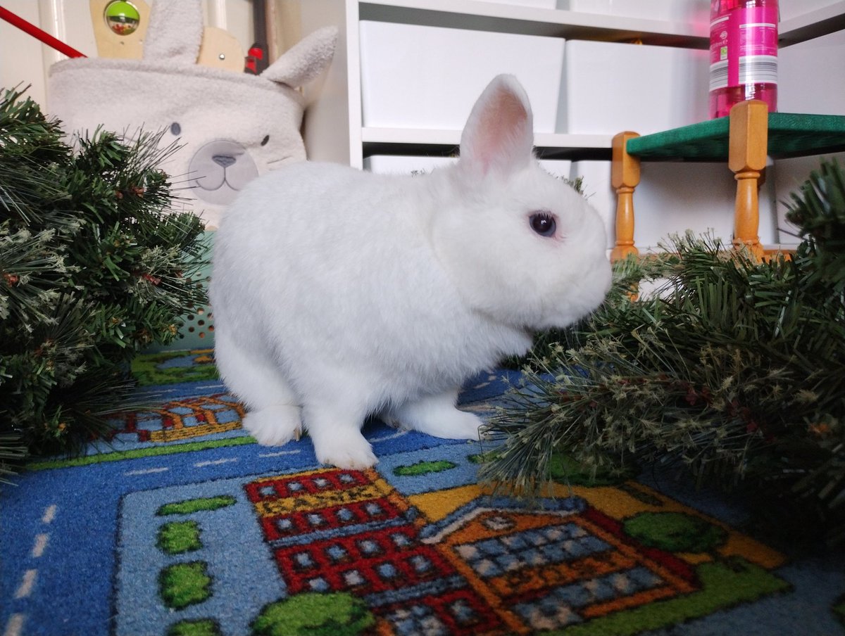 RabbitNeil's tweet image. On Wednesday&apos;s Mum is off work and Little Brofur #2 doesn&apos;t go to nursery, he has swimming lessons. Little Brofur #1&apos;s school was closed, so Mum said they could start on the Christmas tree. It isn&apos;t all finished yet, but I&apos;m supervising to ensure it is completed satisfactorily!