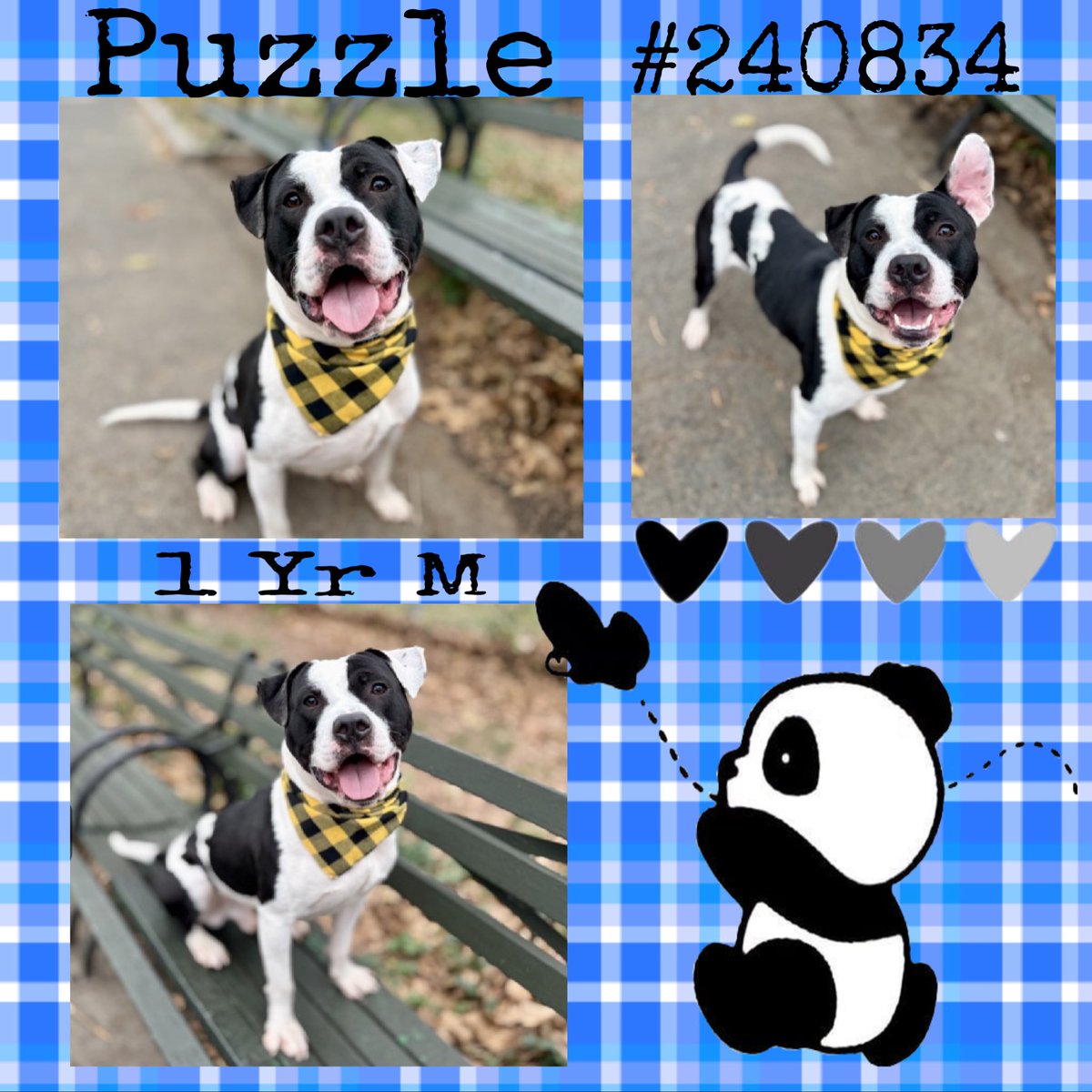 Quinnqueens's tweet image. 💙 PUZZLE 💙
#240834 #MACC 1 Yr M
Isn’t he just adorable, a total cutie! Energetic, playful &amp;amp; looking 4 an adult only 🏡. Don’t forget the chew toys, he’s still a puppy. Snuggle buddy wanted, apply ⬇️ He will provide endless joy.💙#AdoptMe #Foster
nycacc.app/browse/240834
