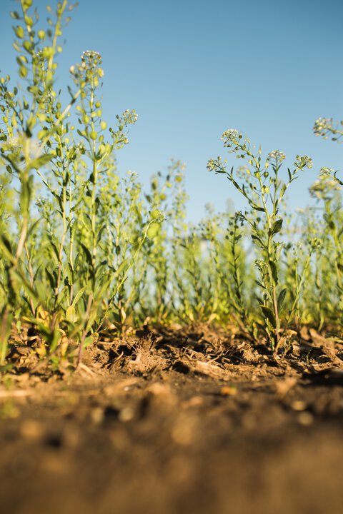 CoverCress Inc. tweet media