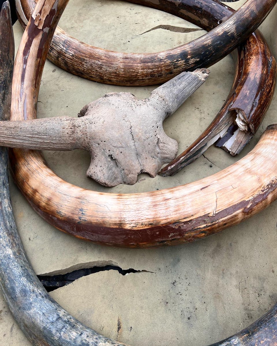 IlauraLongley's tweet image. If Wednesday had a face, my Woolly Mammoth tusk earrings would’ve seen it centuries ago. 😂

#fossils #wednesday