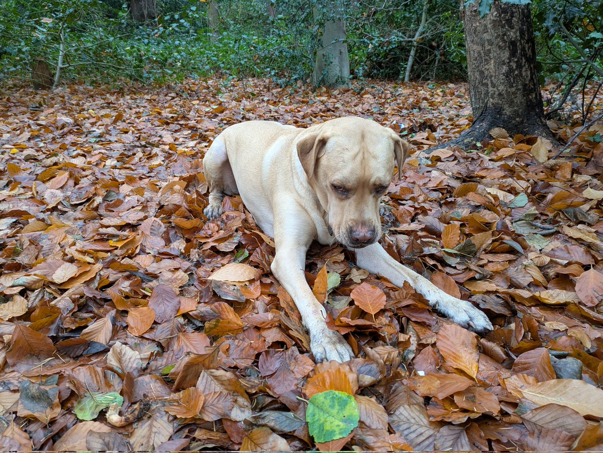 dear_hounds's tweet photo. A beautiful autumnal walk with Derek and Daisy 🍁🍂🍄
#dearhounds #dogwalker #russianterrier #labrador https://t.co/jIUrvJ8SoK