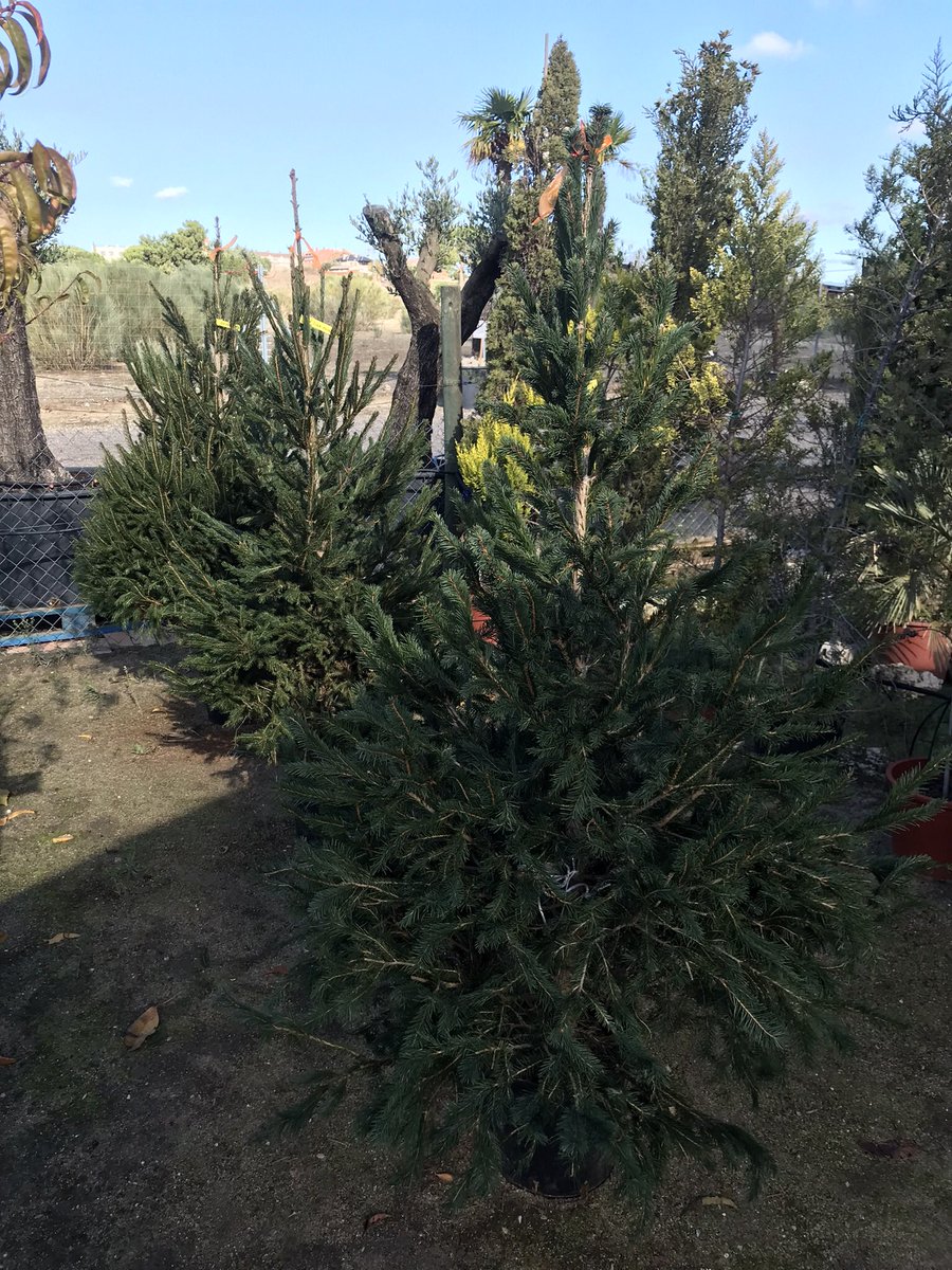 Ventas - Abetos naturales #PiceaNordmanniana #PiceaAbiesExcelsa #Navidad #Abetos disponibles en #ViverosBoecillo #ViverosRabadanYCalleja
#PrispalGarden
#AhoraFloresYPlantas