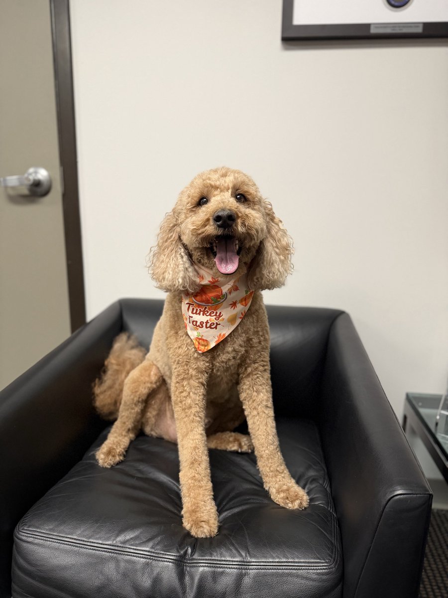 GatewayStanley's tweet photo. Fresh groom ✂️🐶 https://t.co/rQq4fV4gL7