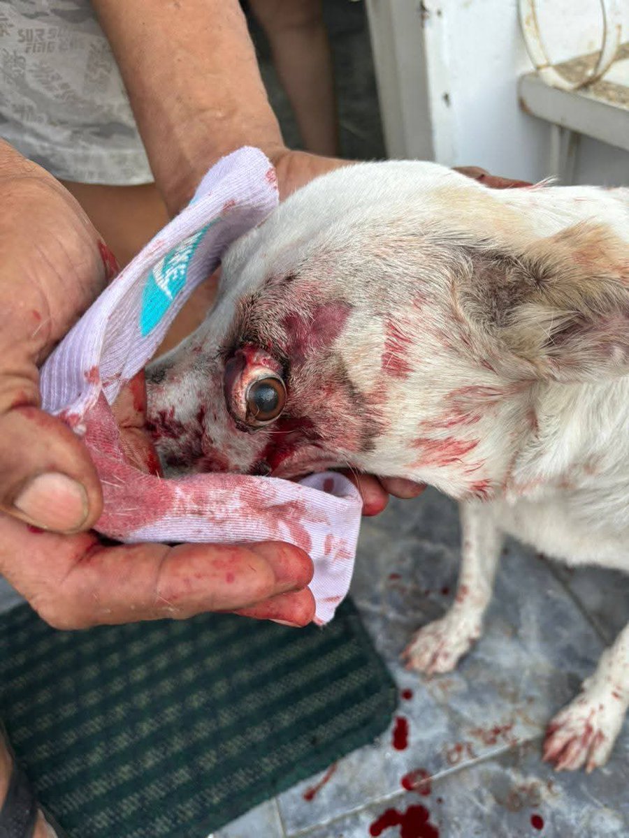 animalspanespty's tweet photo. #URGENT 🤬🤬 Looking for the irresponsible person who ran over my dog. He's a murderer; tomorrow it could be a child. Please help me. 

He deserves a chance to live, too!
Please Pledge and Retweet! #FOSTER #DOGS https://t.co/0PGLBttLDs
