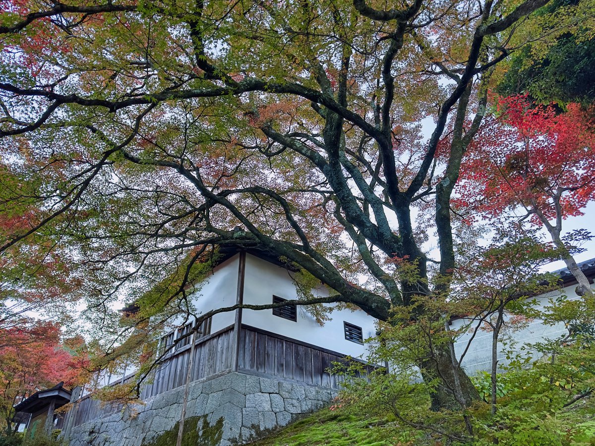 Tanukinomori_jp's tweet photo. The maple leaves—momiji in Japanese—are just beginning to turn red, casting a gentle gradation of autumn colors at Manshuin Temple in Kyoto. They will be at their peak in late November🍁🍂
#photography #japan #kyoto #autumn #fallfoliage #temle #momiji https://t.co/MmuM0NUJiQ