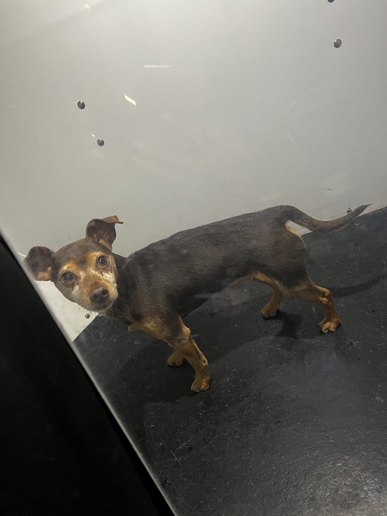 Yesterday, <a href="/OttFire/">Ottawa Fire Services</a> located a dog running loose in the Sandy Hill area. Firefighters safely secured the dog and brought it back to Station 13 before contacting By-law after being unable to locate the owner.

Our officer was able to track down the dog's owner and return the dog