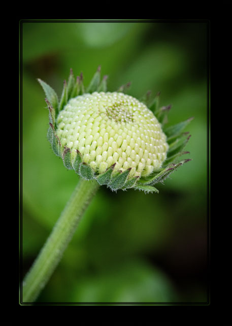 photos_dsmith's tweet image. The #transition from a #bright #coloured #flower to its seed in a #garden near to our #studio in #Stockport. #ThePhotoHour #macrophotography #flowerphotography. See more #images / #buy #prints or #wallart at darrensmith.org.uk, an #awardwinning #photography #business