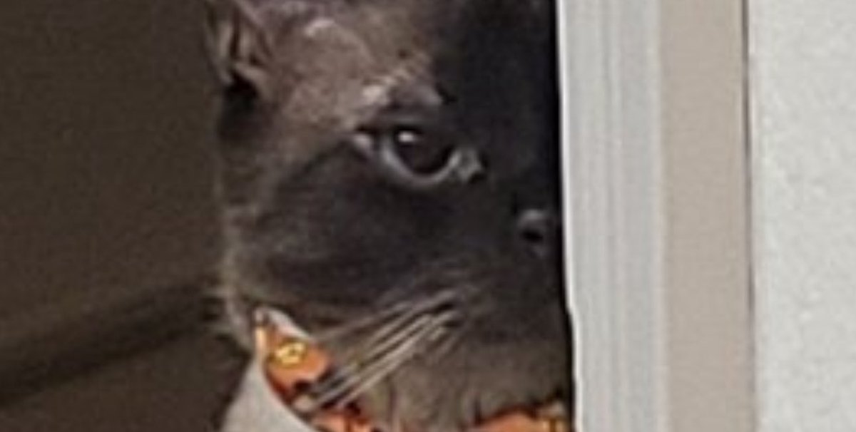 Lord of Bastards 🇵🇷 🇮🇹 tweet media