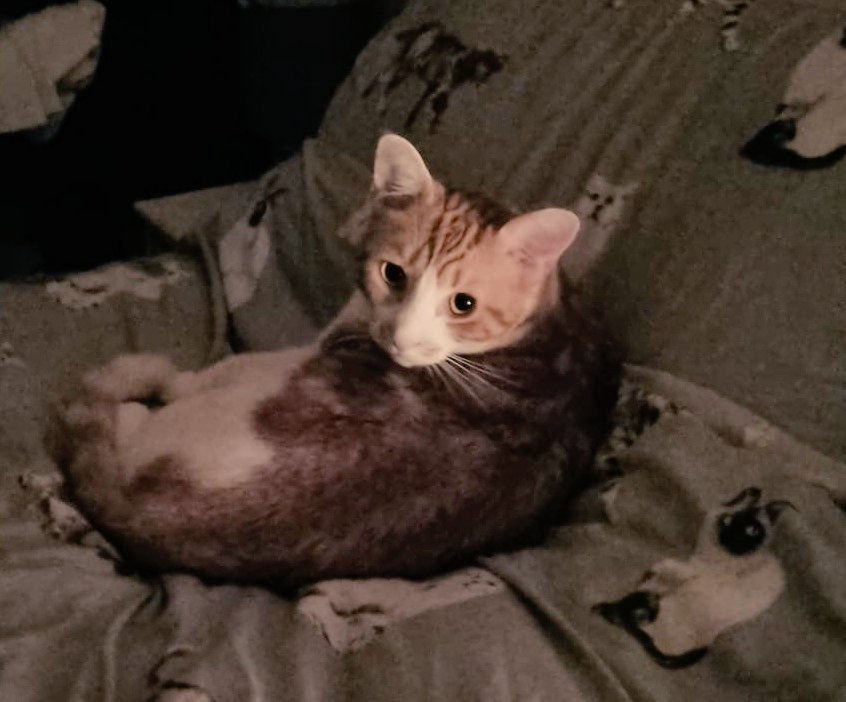 LilyRusty1's tweet image. 🐈🧡😍 Goodnight to all my fur friends sweet dreams 💤 love from Rusty 😍🧡🐈

#CatsOfTwitter #CatsOnTwitter #Cat #cats