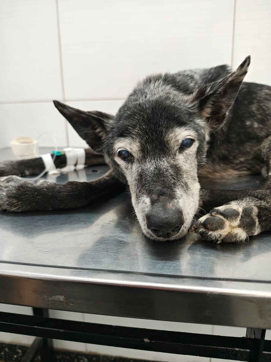 ATENCIÓN 🙏

Florencia <a href="/PaulayRacing/">Florencia</a>  necesita ayuda para los gastos de su viejita Luna que está en la veterinaria y no puede cubrir sus gastos. Están haciéndo todo lo posible. 
Florencia es rescatista de muchos animalitos. 
A quien pueda darle una mano su alias es FBONSERIO.NX