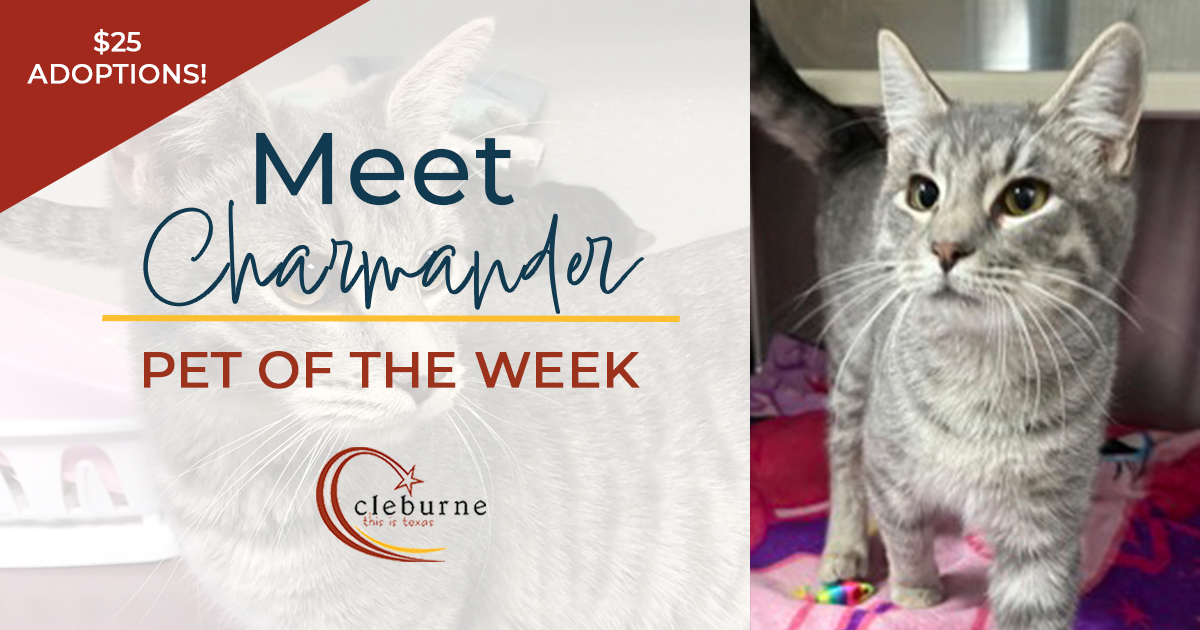 Cats get adopted fast at the <a href="/CleburneShelter/">Cleburne Pets</a>, so act quickly! Meet Charmander, an 8-month-old gray kitty ready to ignite your heart. He may not breathe fire, but he’ll spark joy with every purr. Hurry, trainers—catch him before someone else does! Details: cleburne.net/petadoptions