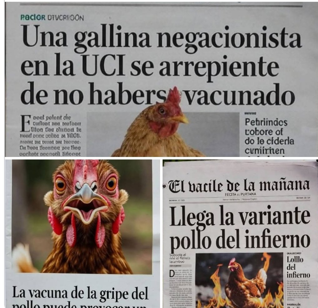 Las gallinas como los humanos😂😂😂😂😂