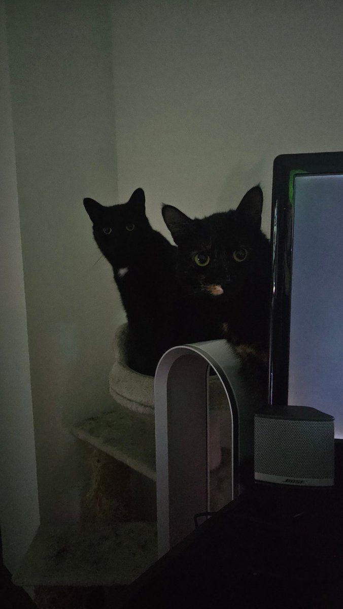 You let a girl move in and now you have two cats hunting you for sport