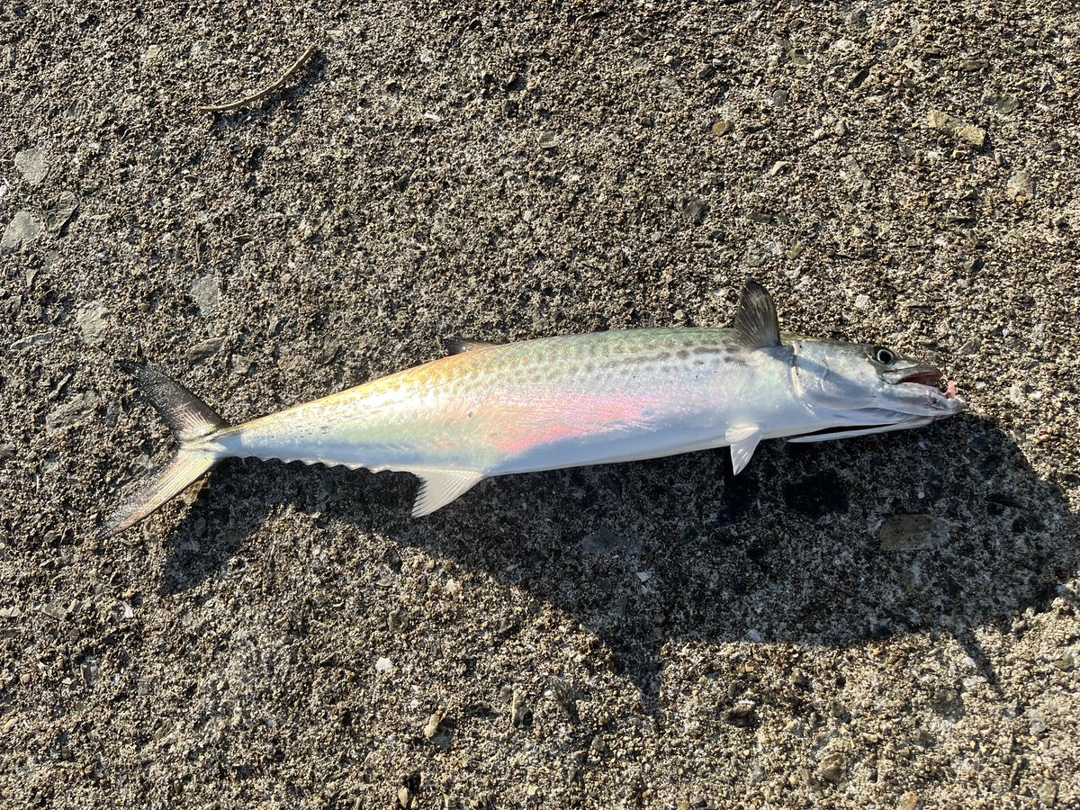 enseithree's tweet image. いっぱい釣れた☺️