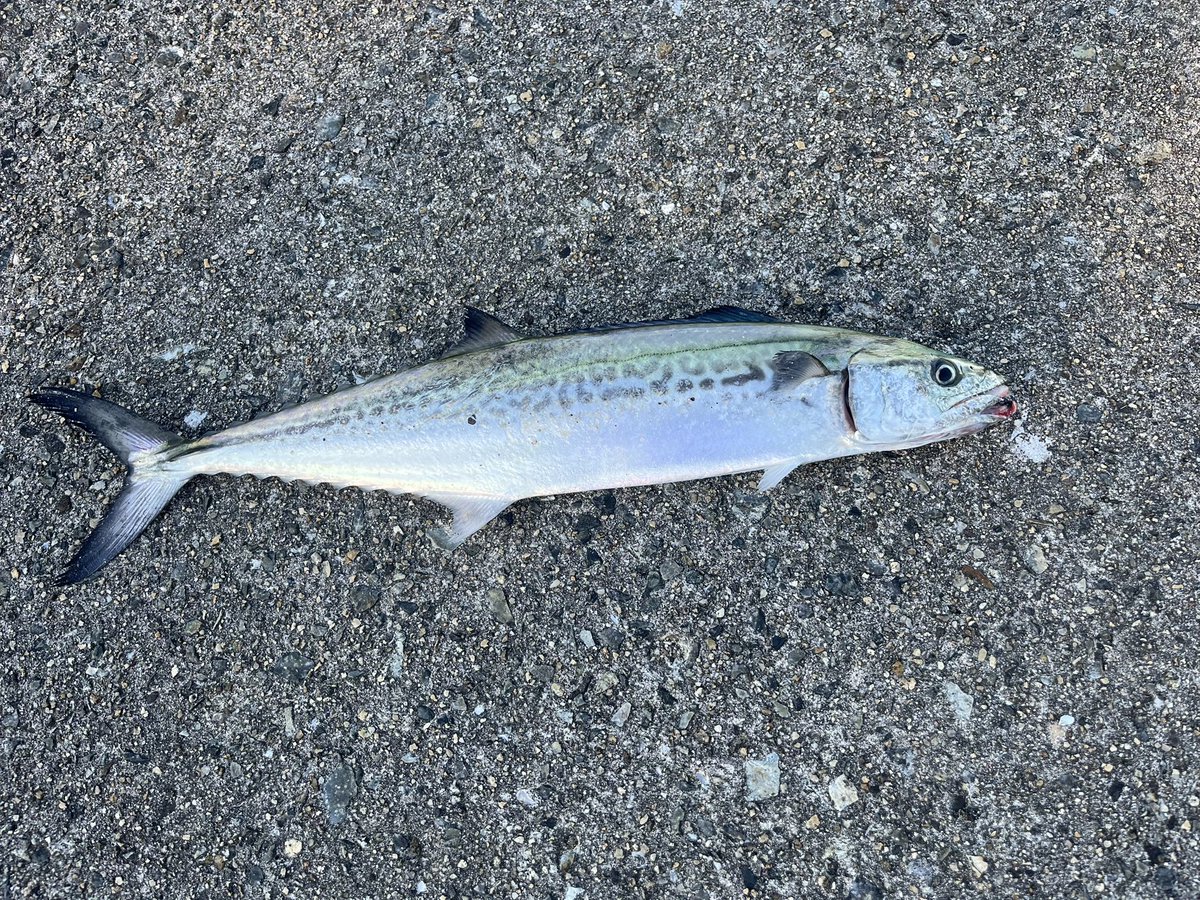 enseithree's tweet image. いっぱい釣れた☺️