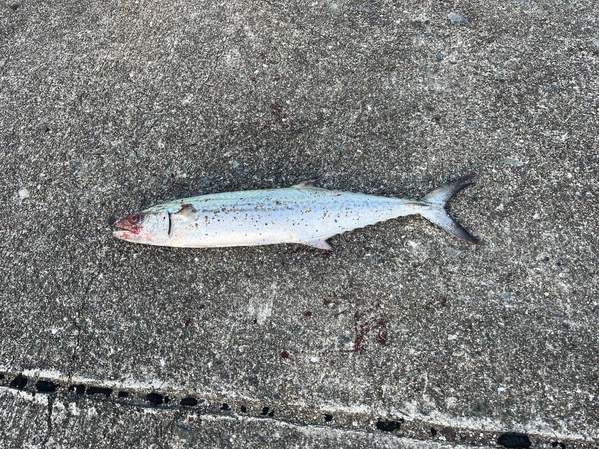 enseithree's tweet image. いっぱい釣れた☺️