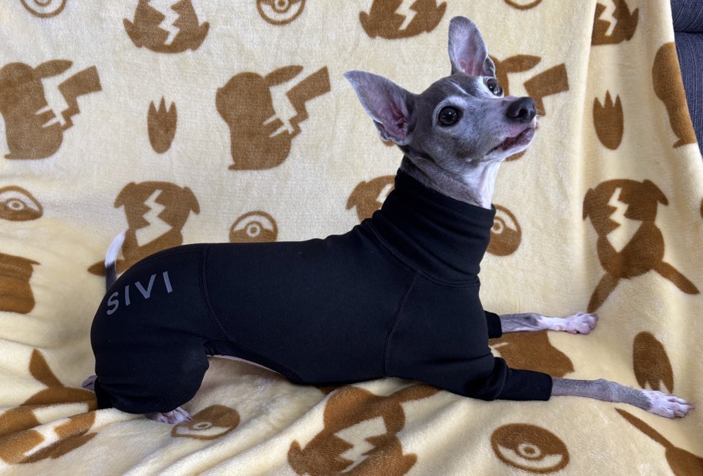 shirotan666's tweet photo. くるみ4.8kgでXSにしたんだけど、パツパツ？？ちょうど良い？？

変ではないけどサイズ交換するかＳを買い足すかで悩んでいる…
（ハイネック部分は少し曲げてます！

#SIVI
#イタグレ服 https://t.co/CoTlvdas78