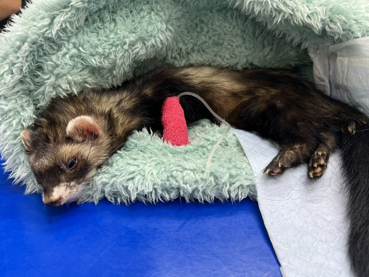 ferretLove77's tweet photo. やしゃまるに元気玉をください… https://t.co/85kCaDZ8xd
