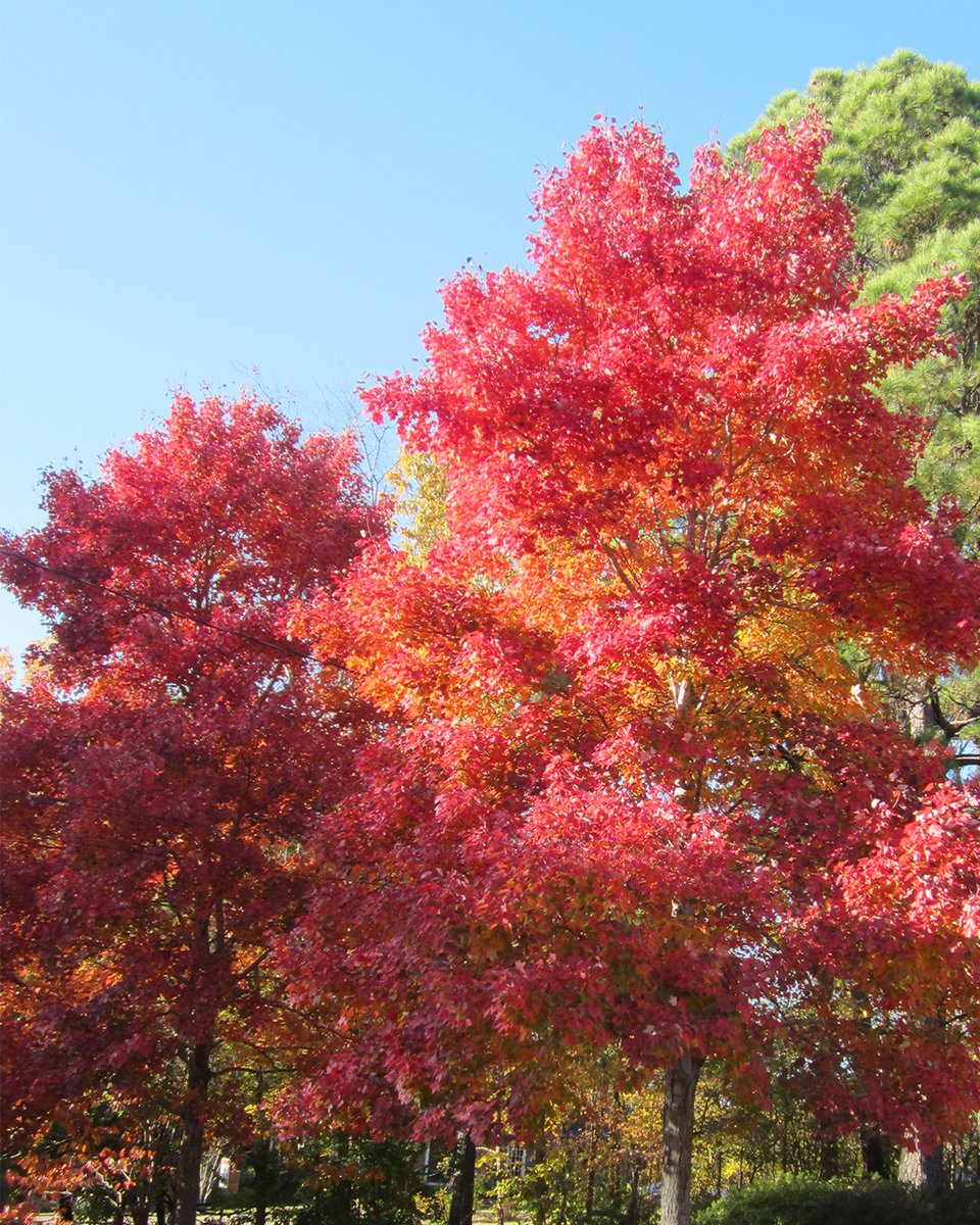 Nature's masterpiece in full color! 🍁✨