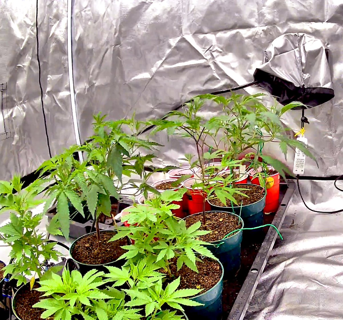 #NorwoodCreekFarms🌲🔥 tweet media