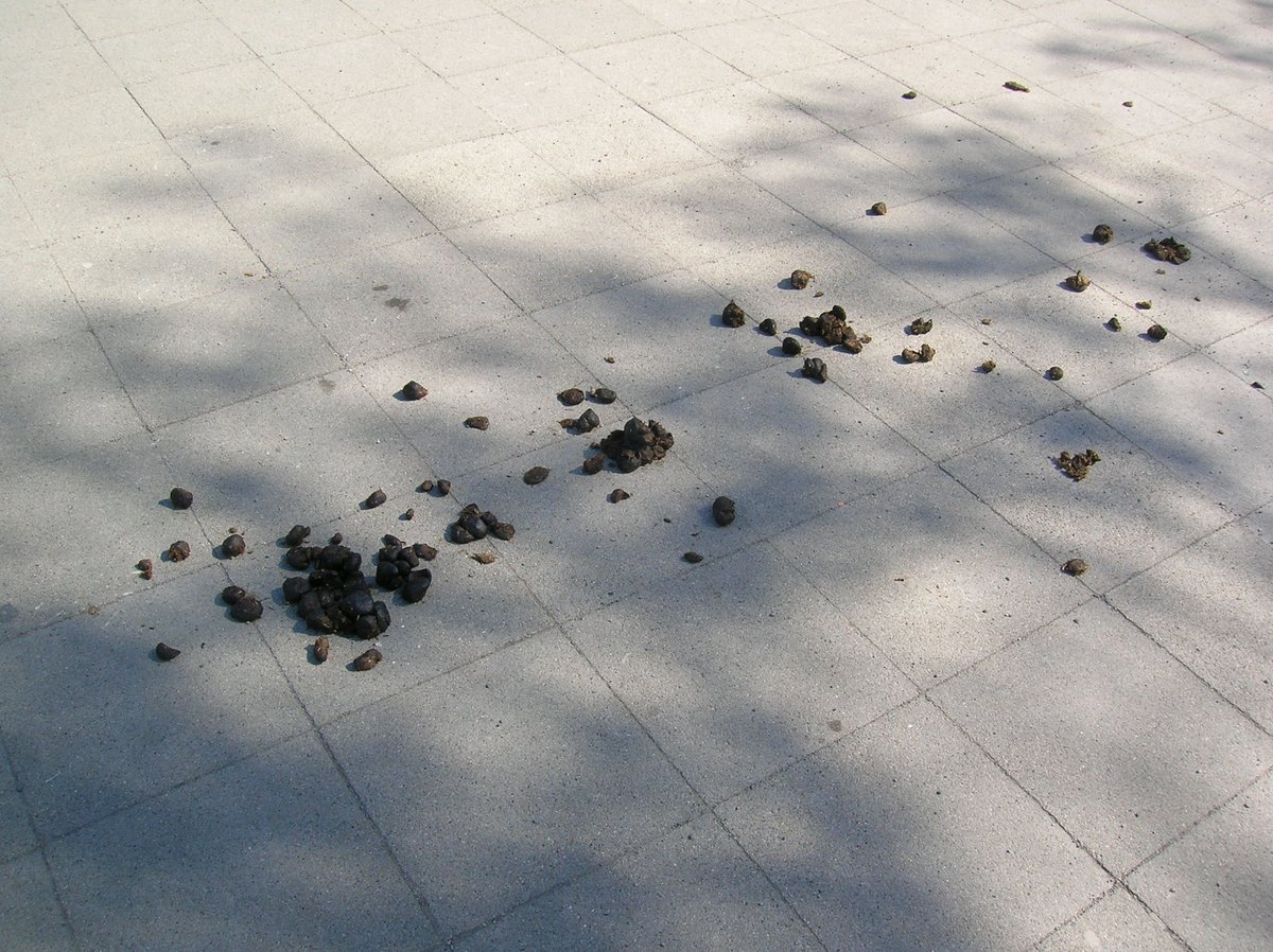 Rako_2003's tweet image. Heute ist Welttoilettentag.

#kot #stadtbild #toilette