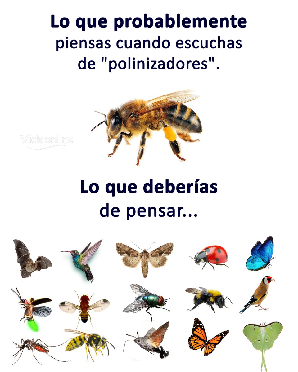 Bio_comunidad's tweet image. Si ellos caen, caemos todos: los polinizadores que nunca imaginaste… pero que sostienen tu vida diaria. 💥🪶🦇🦋