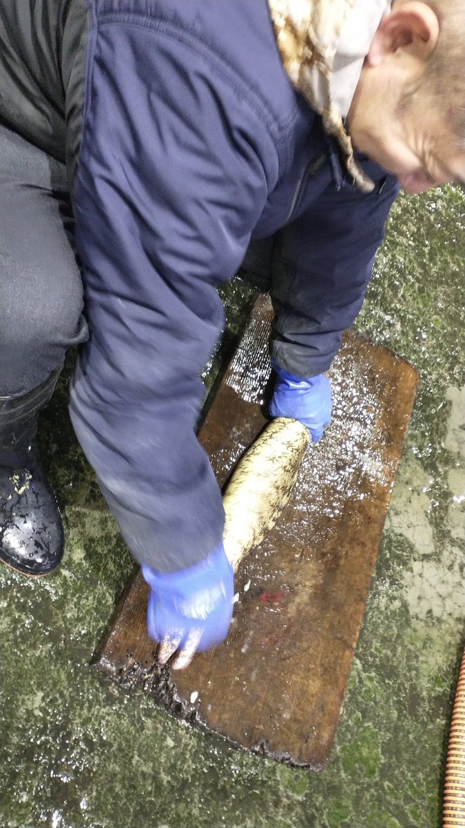 manazurugyokyo's tweet image. ウツボの下処理楽しそう