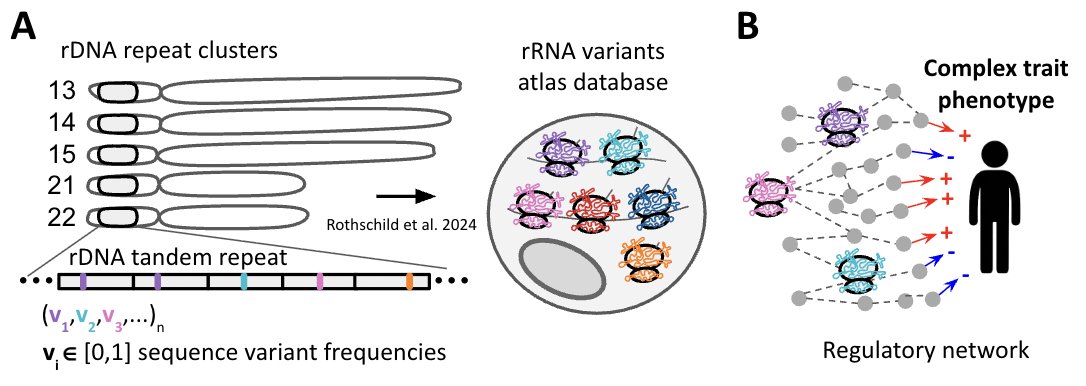 D_Rothschild_'s tweet image. In our *previous* study we made an atlas of rRNA sequence variants from translating ribosomes and showed that their *expression* associated with development and cancer.

*Here* we analyze the UK Biobank cohort and ask if changes in *rDNA* variations affect human physiology.

2/8