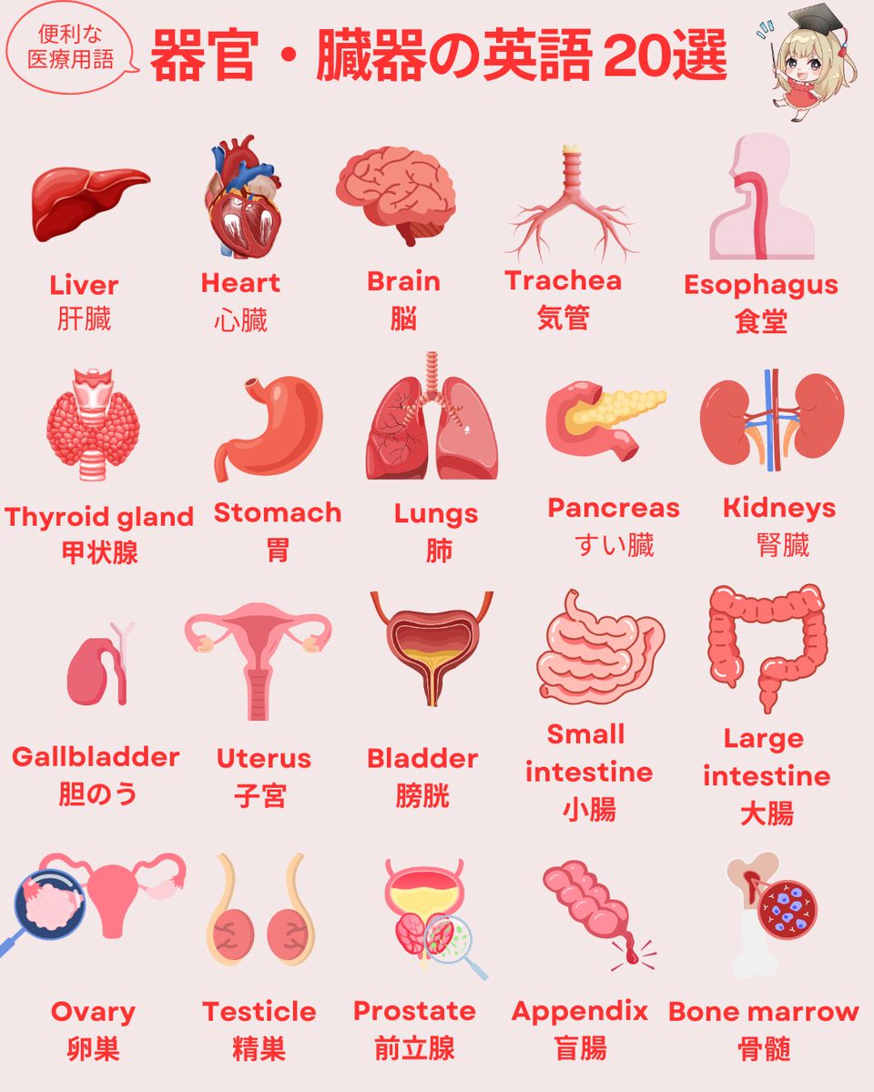 海外の病院で知っていたら便利な『身体の臓器・器官をあらわす英語20選』をまとめました。難しい医療用語 も多いけど、イラストで楽しく覚えよう！東京外国語大学を卒業した私の、