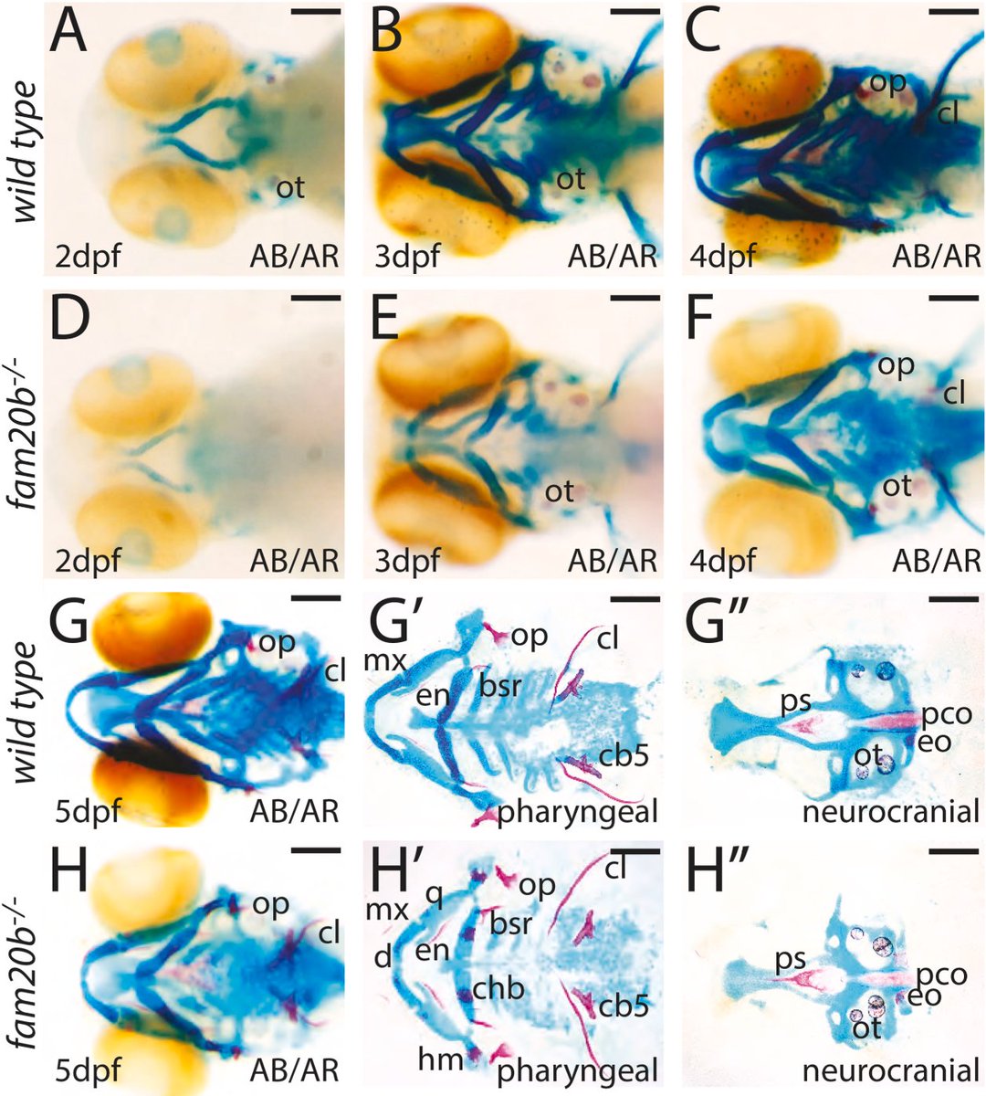 Differentiation Journal tweet media