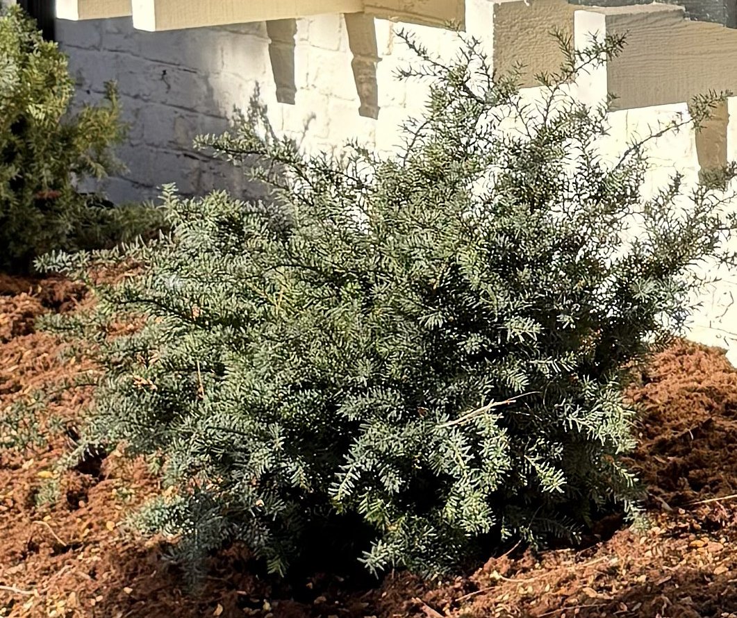 Check out our monthly landscaping series! This month features info about Colorado Poisonous Plants You Might Want To Avoid: glacierviewlandscape.com/2025/11/19/col…