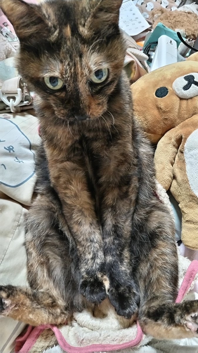 くまぞう TOYTOYTOY on X