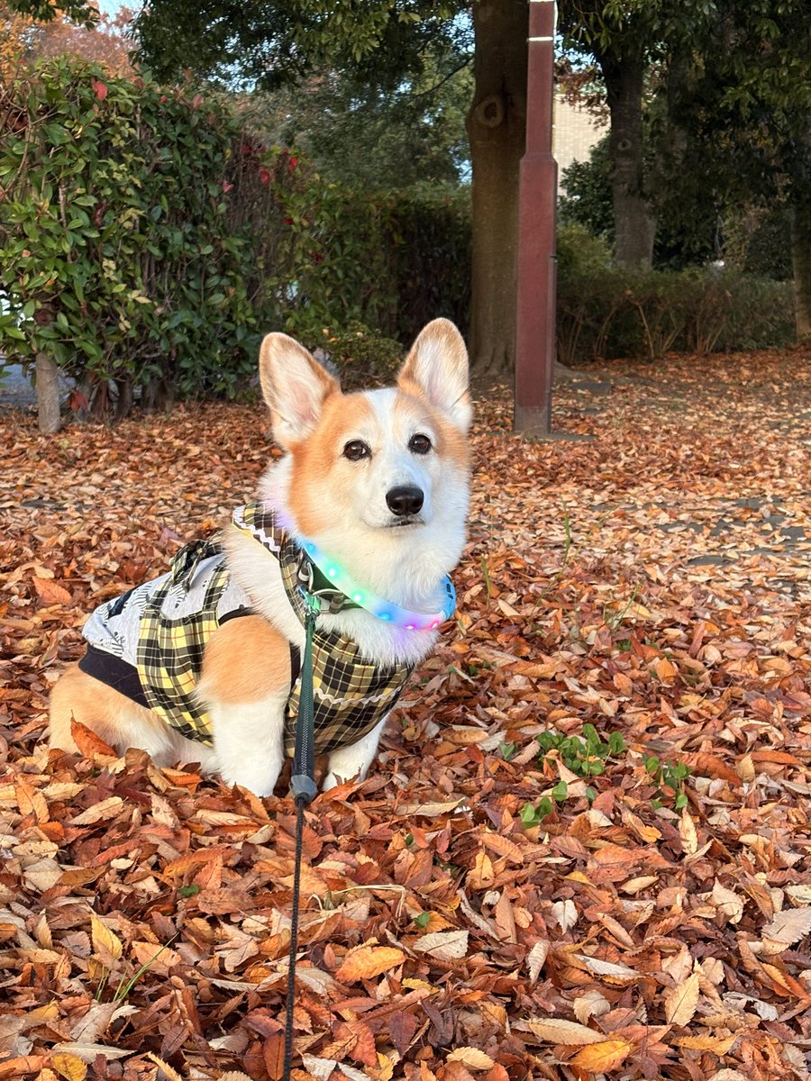 Mugi_20160429's tweet image. 💭🍠

#コーギー
#コーギーのいる暮らし
#Corgi