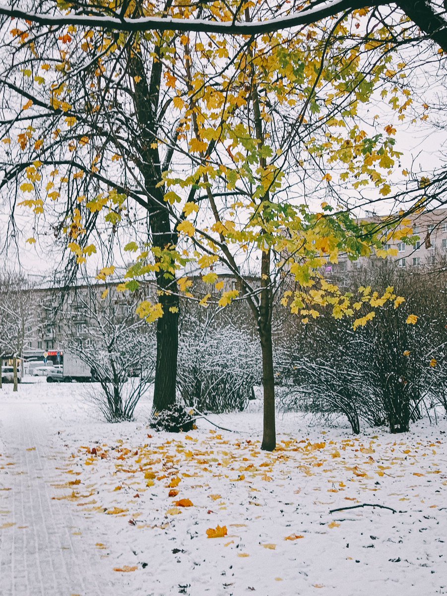 ни я ни дерево не понимаем какого хуя снег