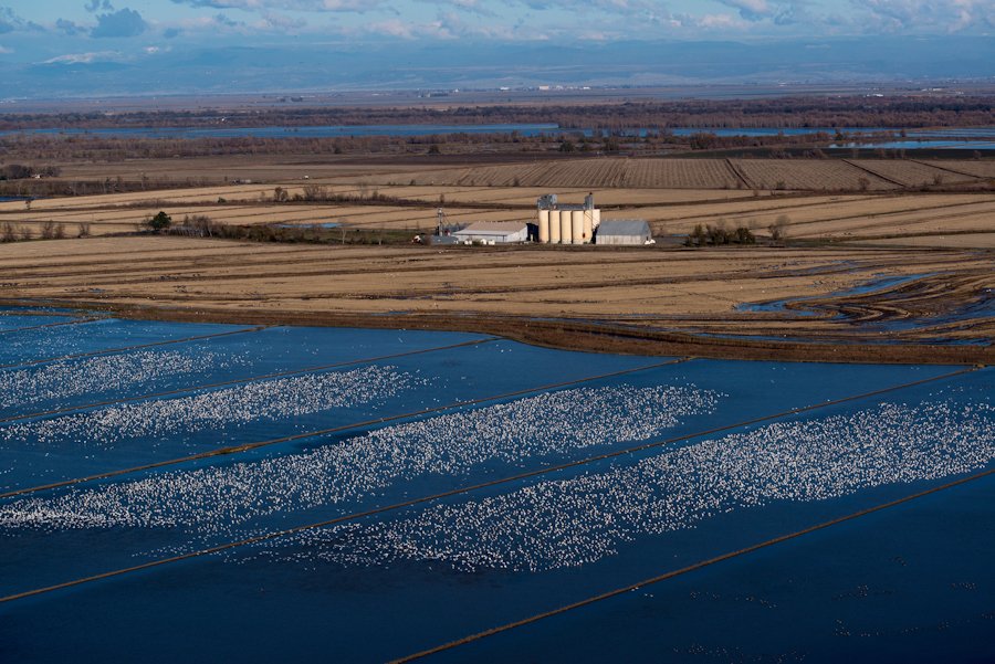 Natural wetlands in California have been reduced by more than 90 percent. Winter-flooded rice fields help fill that gap by providing shallow water and foraging habitat when birds need it most.

calricewaterbirds.org